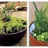 Un spectacol de plante intr-o mini-gradina cu apa